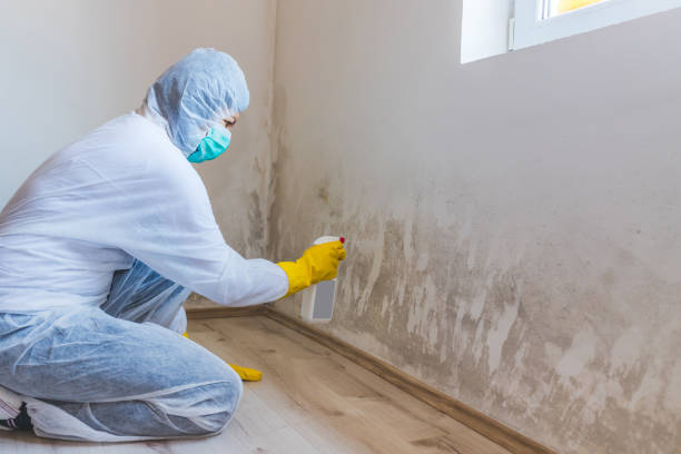 Licensed Mold Cleanup service in Union, NJ - WQB Mold Removal