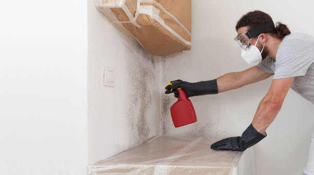 Professional Mold Cleanup technician working in Union, NJ