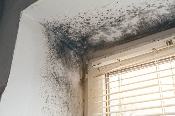 Affordable Mold Cleanup solutions in Union, NJ
