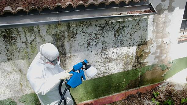 Top rated local Mold Cleanup specialists in Union, NJ